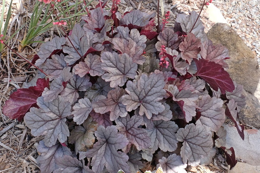 Image of Heuchera 'Silver Gumdrop' PP 29,207|Juniper Level Botanic Gdn, NC|JLBG