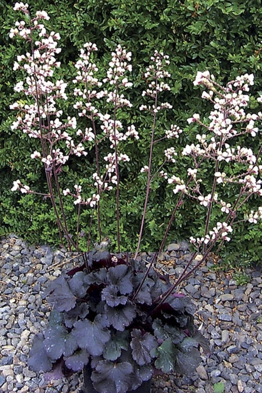 Image of Heuchera 'Starry Night' PP 16,076|Terra Nova Nurseries, OR|Terra Nova Nurseries