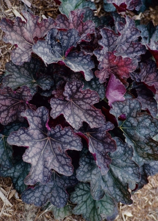 Image of Heuchera 'Velvet Knight'|Juniper Level Botanic Gdn, NC|JLBG