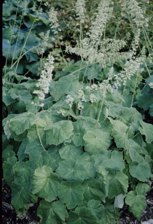 Image of Heuchera villosa var. arkansana|Cornell Gdns, NY|