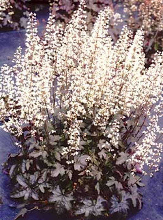 Image of Heucherella 'Birthday Cake' PP 16,158|Terra Nova Nurseries, OR|Terra Nova Nurseries