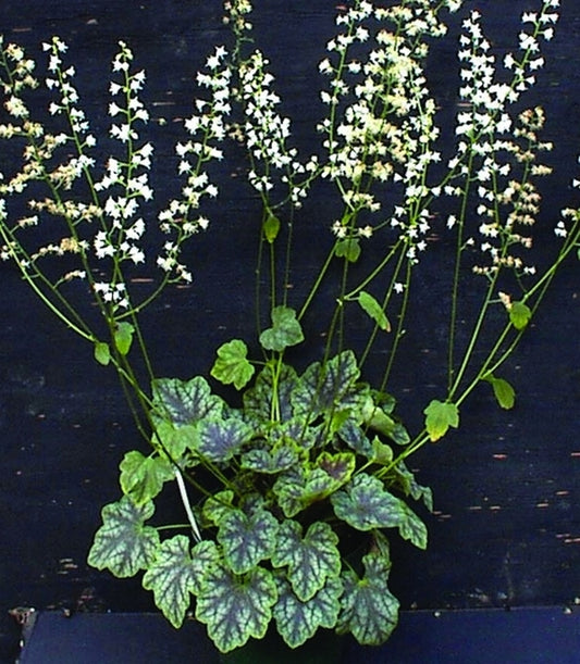 Image of Heucherella 'Heart of Darkness' PP 14,489, PVR|Primrose Path, PA|Primrose Path