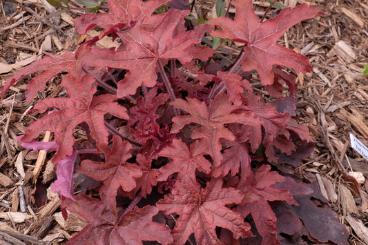 Image of Heucherella 'Red Rover' PP 28,751|Juniper Level Botanic Gdn, NC|JLBG