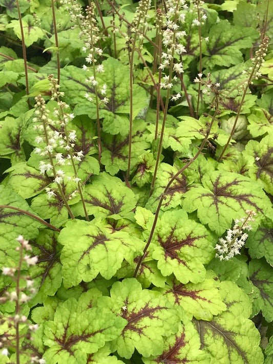 Image of Heucherella 'Stoplight' PP 16,835||C. Hardison