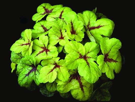 Image of Heucherella 'Sunspot' PP 14,825|Terra Nova Nurseries, OR|Terra Nova Nurseries