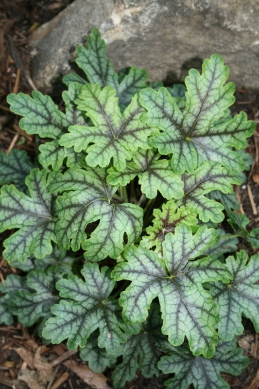 Image of Heucherella 'Tapestry' PP21,150|Juniper Level Botanic Gdn, NC|JLBG