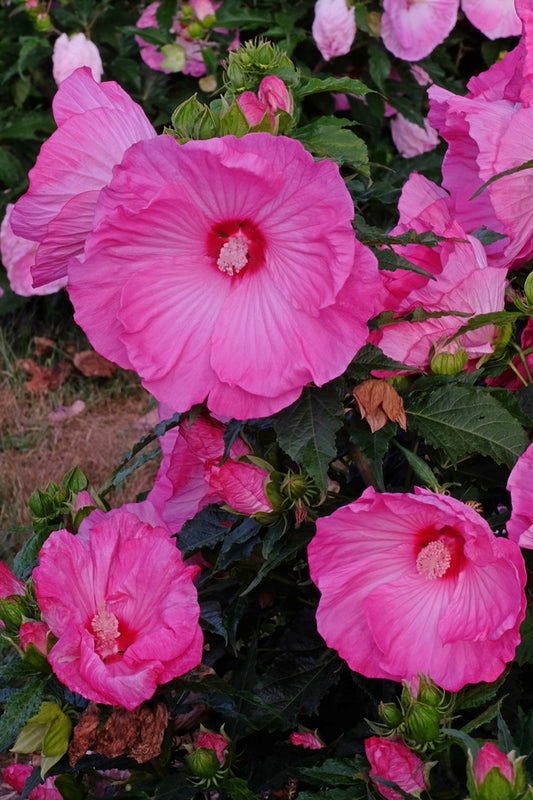 Image of Hibiscus 'Airbrush Effect' PP 29,295taken at Walters Gardens, MI by T. Avent