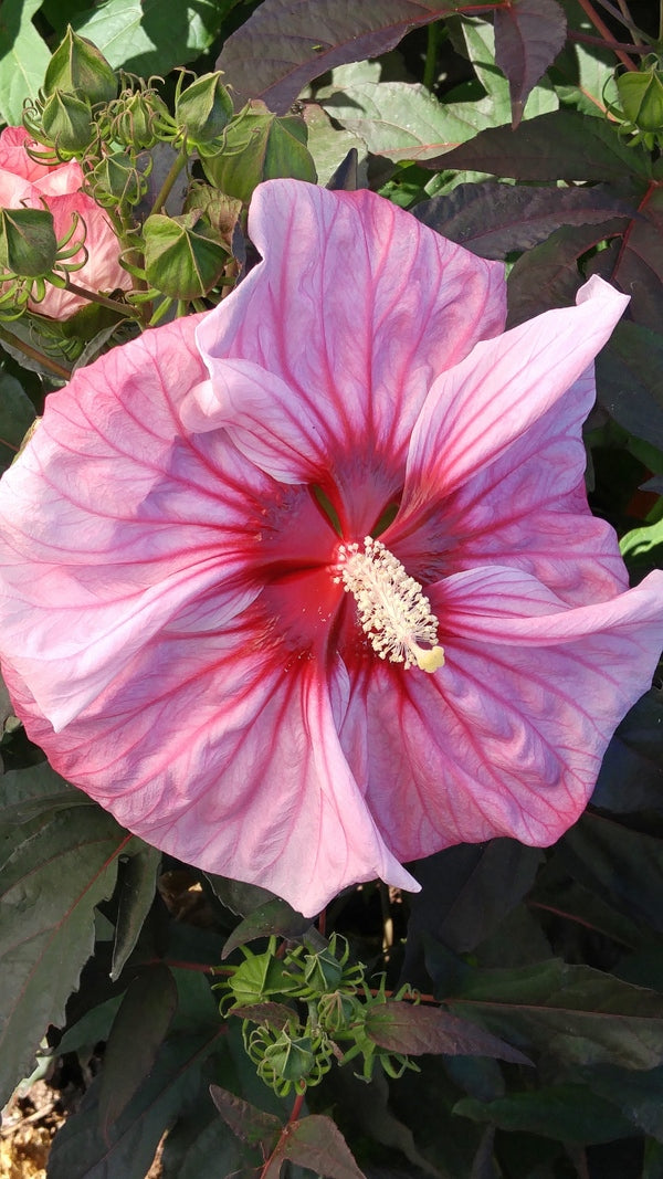Image of Hibiscus 'Cherry Choco Latte' PP 30,738taken at Walters Gardens, MI by T. Avent
