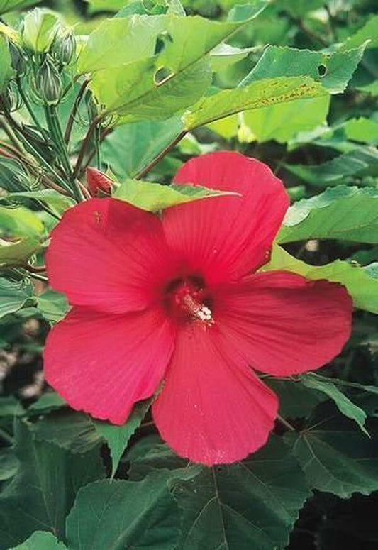 Image of Hibiscus 'Moy Grande'|Juniper Level Botanic Gdn, NC|JLBG