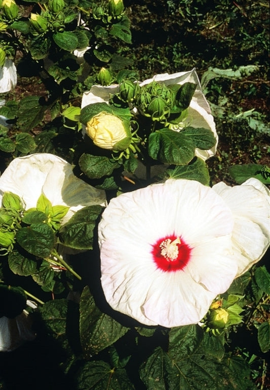 Image of Hibiscus 'Old Yella' PP 13,630|Fleming Bros, NE|C.F. Falstad