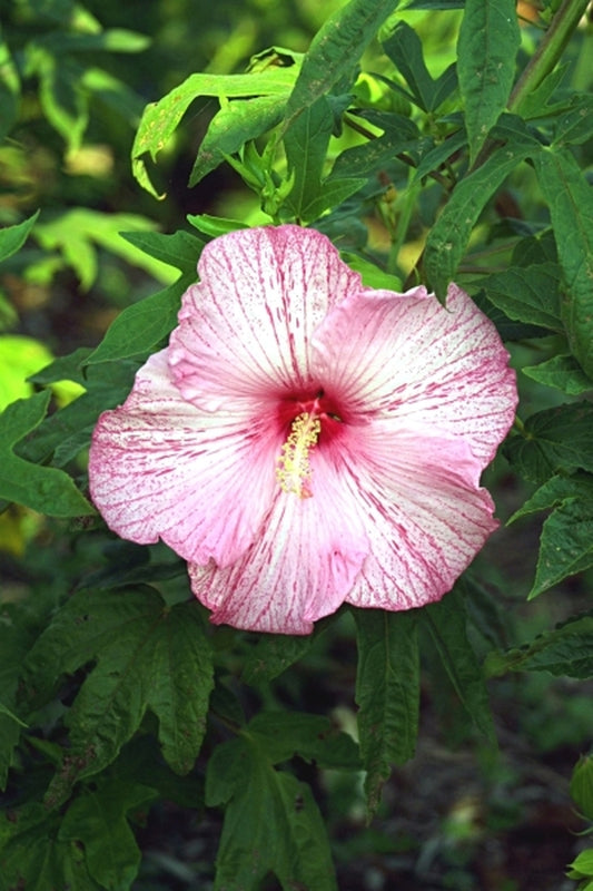 Image of Hibiscus 'Pink Comet' PPAF|Fleming Gdn, NE|Flemings Flower Fields, Inc.