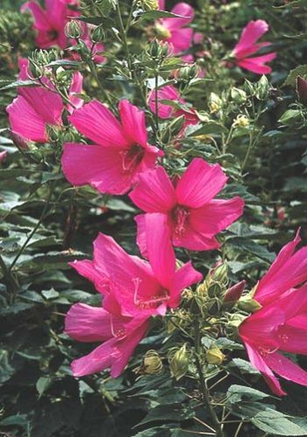 Image of Hibiscus 'Raspberry Rose'|Juniper Level Botanic Gdn, NC|JLBG