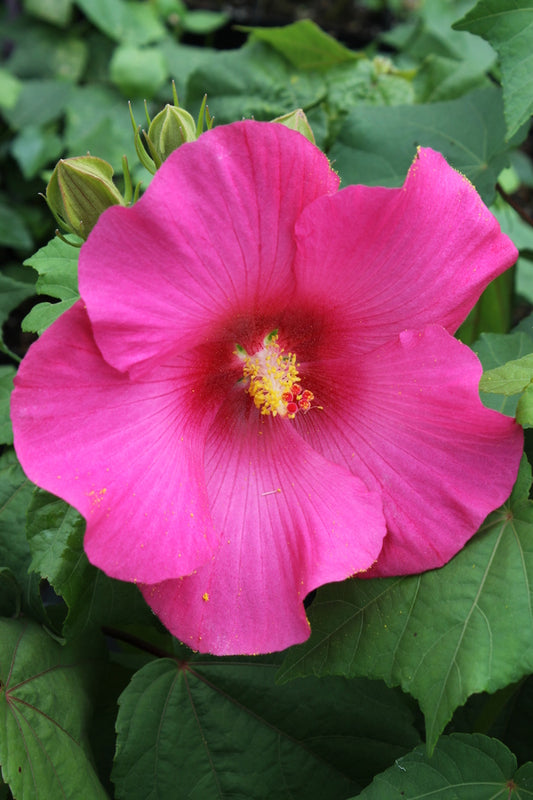 Image of Hibiscus 'Rubrum'|Juniper Level Botanic Gdn, NC|JLBG