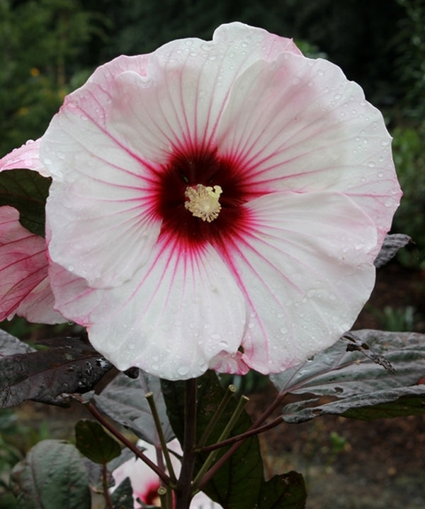 Wonder Mallow Learn about Hibiscus 'Small Wonder' PP 24,022 | Small Wonder Hardy ...