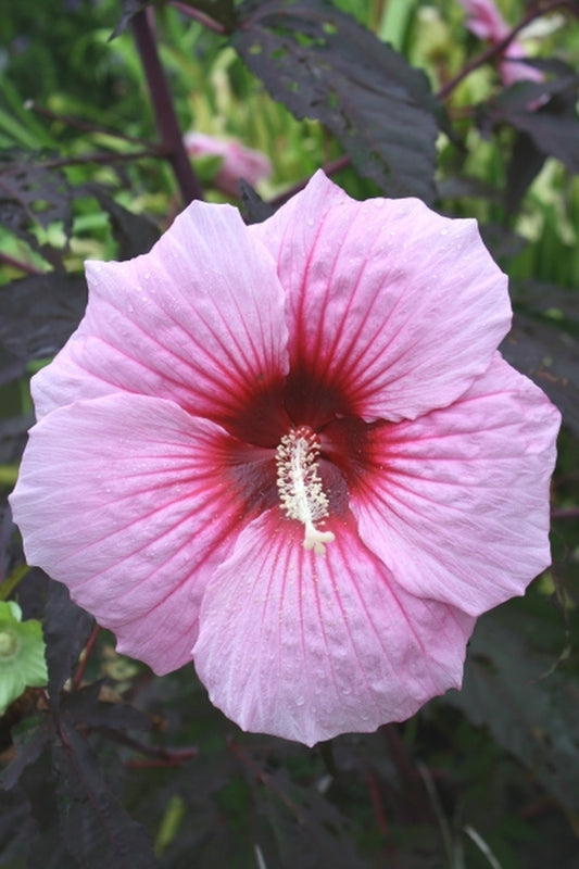 Image of Hibiscus 'Summer Storm' PP 20,443taken at Juniper Level Botanic Gdn, NC by JLBG