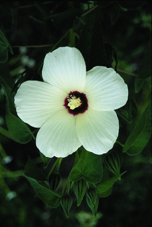 Image of Hibiscus californicus|Juniper Level Botanic Gdn, NC|JLBG