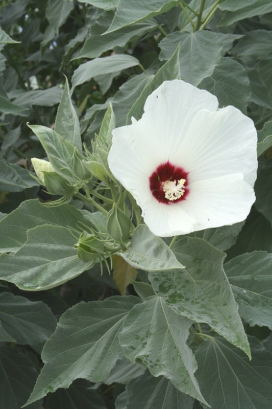 Image of Hibiscus moscheutos var. incanus|Juniper Level Botanic Gdn, NC|JLBG