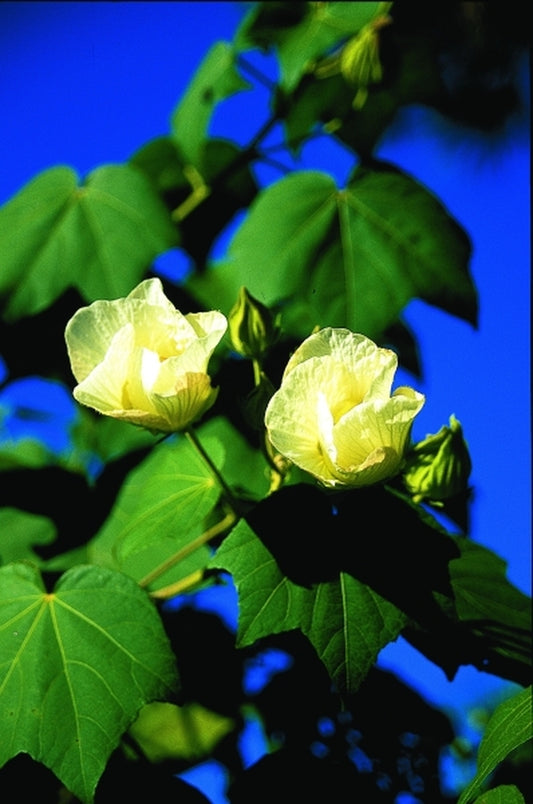 Image of Hibiscus mutabilis Single Flower|Juniper Level Botanic Gdn, NC|JLBG