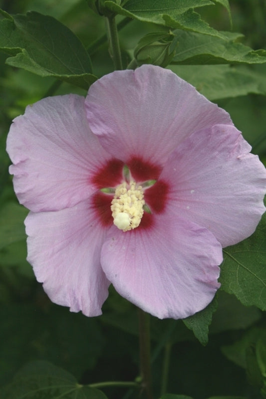 Image of Hibiscus sinosyriacus|Juniper Level Botanic Gdn, NC|JLBG