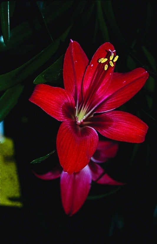 Image of Hippeastrelia 'Durga Pradhan'|Juniper Level Botanic Gdn, NC|JLBG