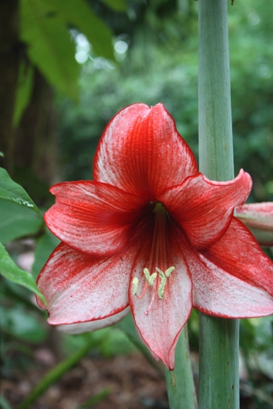 Image of Hippeastrum 'Charisma'|Juniper Level Botanic Gdn, NC|JLBG