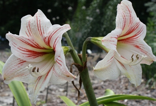 Image of Hippeastrum 'Mead'