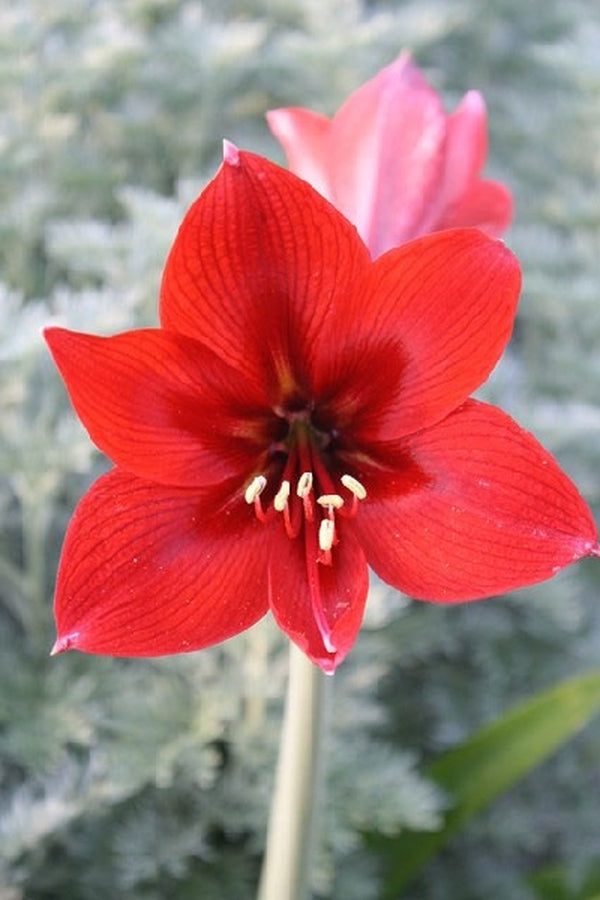 Image of Hippeastrum 'Miss Red'|Juniper Level Botanic Gdn, NC|JLBG