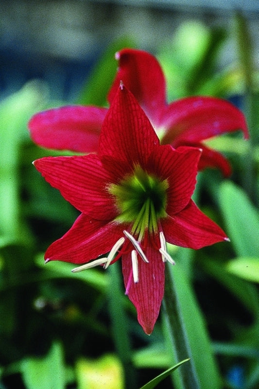 Image of Hippeastrum 'San Antonio Rose'|Juniper Level Botanic Gdn, NC|JLBG