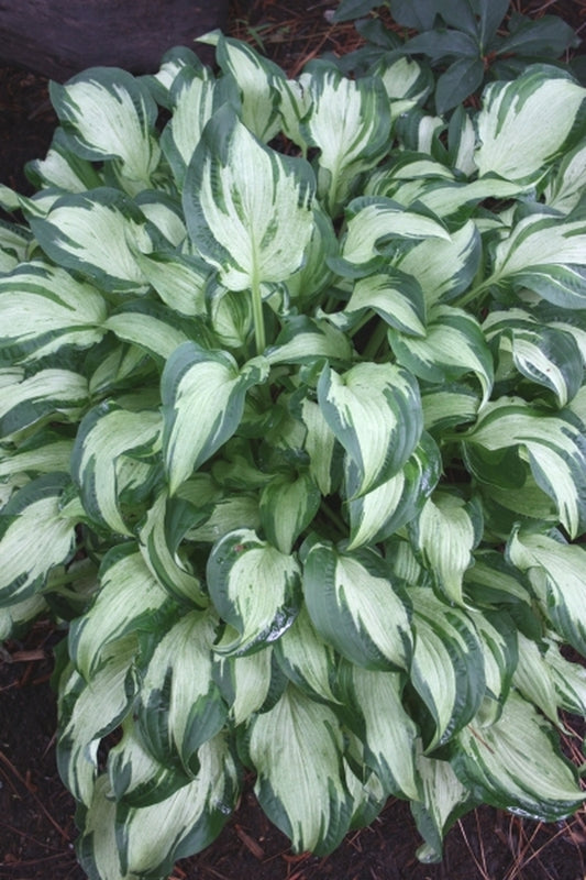 Image of Hosta 'Allegan Fog'|Juniper Level Botanic Gdn, NC|JLBG