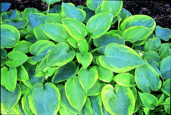 Learn about Hosta 'Alvatine Taylor' | E. Minks 90 | Perennial Encyclopedia