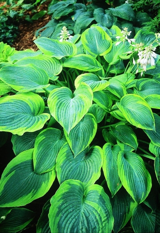 Image of Hosta 'Alvatine Taylor'|P. Stygall Gdn, IN|