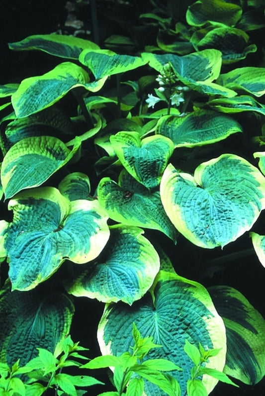 Image of Hosta 'American Halo'|H. Hansen Gdn, MN|H. Hansen
