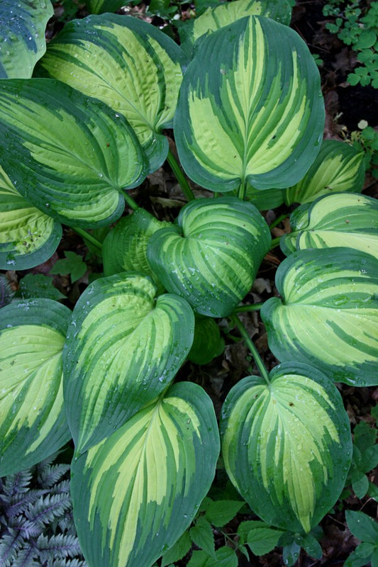 Image of Hosta 'Angel Falls' PP 28,785|Walters Gardens, MI|
