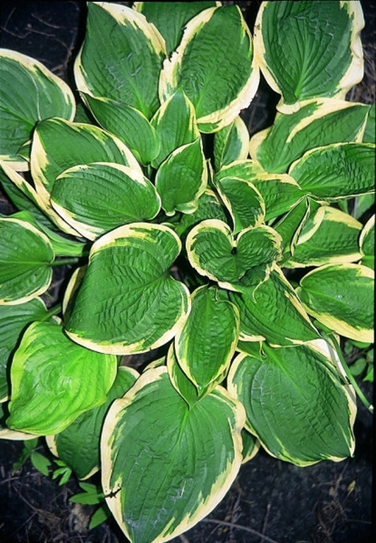 Image of Hosta 'Angel Feathers'|H. Hansen Gdn, MN|