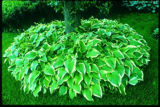 Image of Hosta 'Antioch'|R. Klehm Gdn, IL|