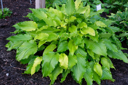 Image of Hosta 'Apple Pie' |Juniper Level Botanic Gdn, NC|