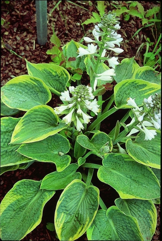 Image of Hosta 'Aristocrat' PP 11286|V. Wade Gdn, OH|