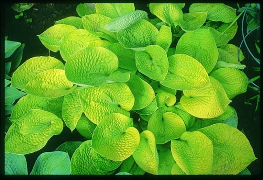 Image of Hosta 'Aspen Gold'|Minks Gdn, MN|