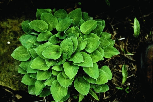 Image of Hosta 'Baby Bunting'|H. Hansen Gdn, MN|H. Hansen