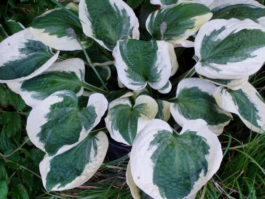 Image of Hosta 'Barbara Ann'|Naylor Creek, WA|Naylor Creek