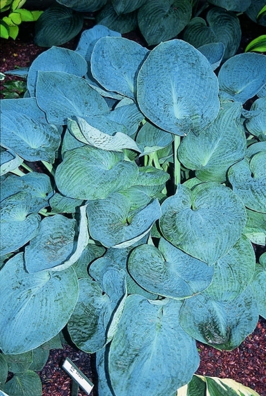Image of Hosta 'Big Daddy'|Murphy Gdn, IN|