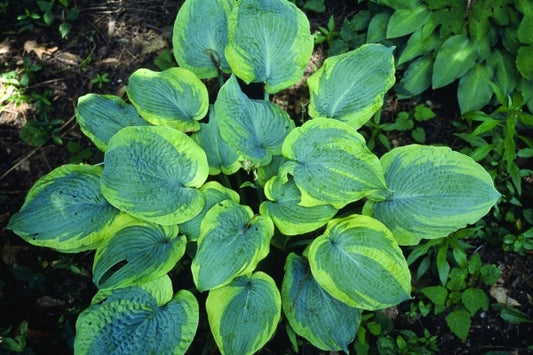 Image of Hosta 'Bingo'|H. Hansen Gdn, MN|H. Hansen