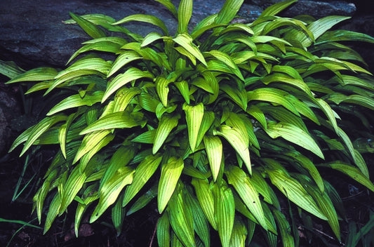 Image of Hosta 'Bitsy Gold'|H. Hansen Gdn, MN|H. Hansen