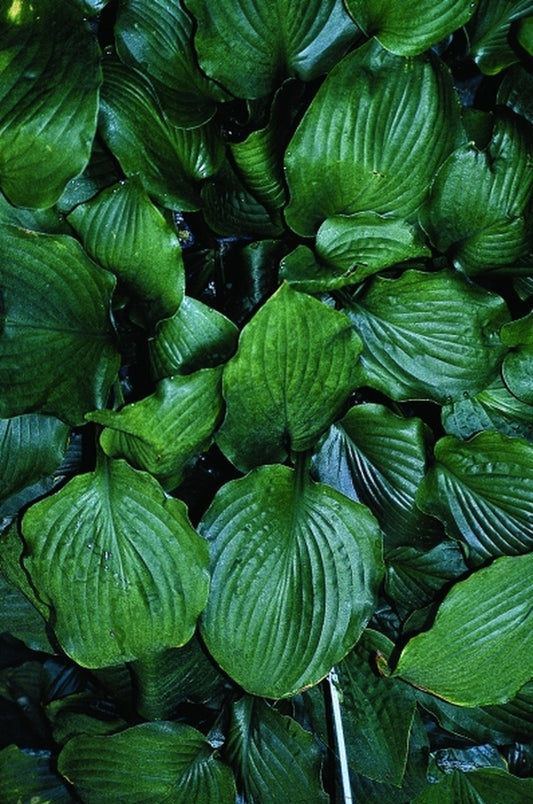 Image of Hosta 'Black Beauty'|Juniper Level Botanic Gdn, NC|JLBG