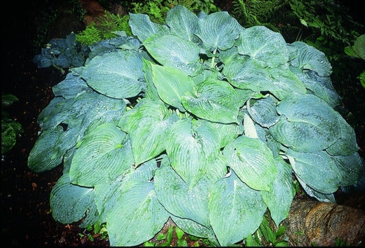 Image of Hosta 'Blue Angel'|Daniels Gdn, IN|