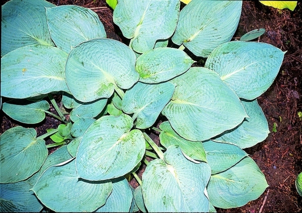 Image of Hosta 'Blue Betty Lou'|Soules Gdn, IN|