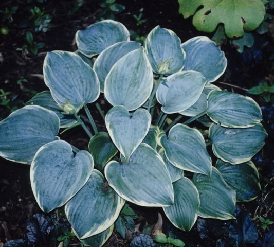 Image of Hosta 'Blue Flame'|H. Hansen Gdn, MN|H. Hansen