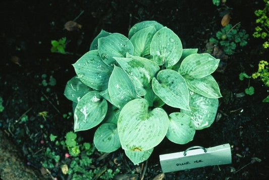 Image of Hosta 'Blue Ice'|D. Dean Gdn, MN|