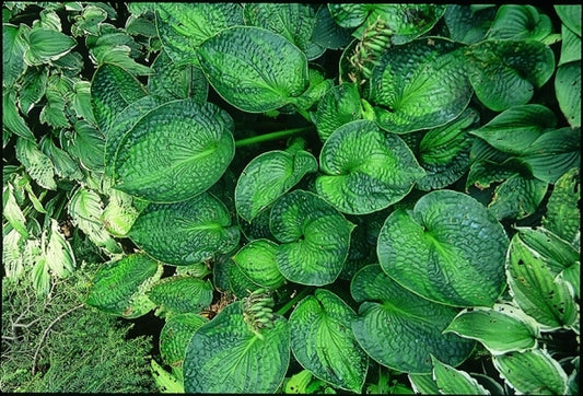 Image of Hosta 'Blue Shadows'|G. Jones Gdn, MI|