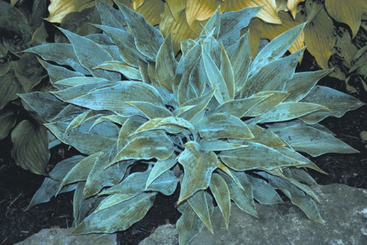 Image of Hosta 'Blue Sliver'|H. Hansen Gdn, MN|H. Hansen